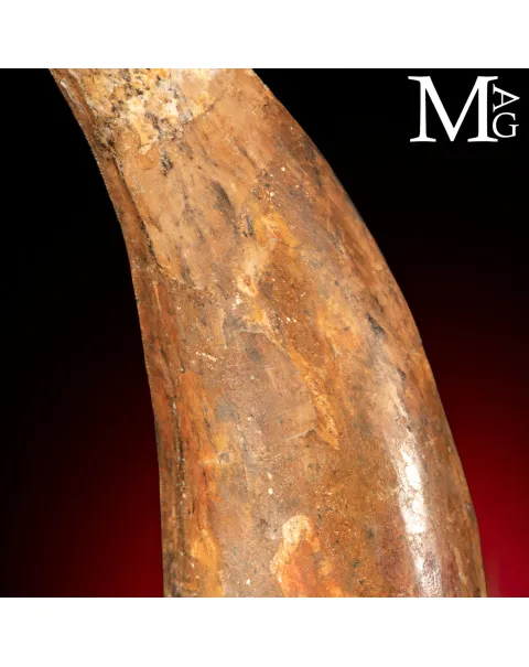 Dente Fossile di Carcharodontosaurus Saharicus – 130 mm