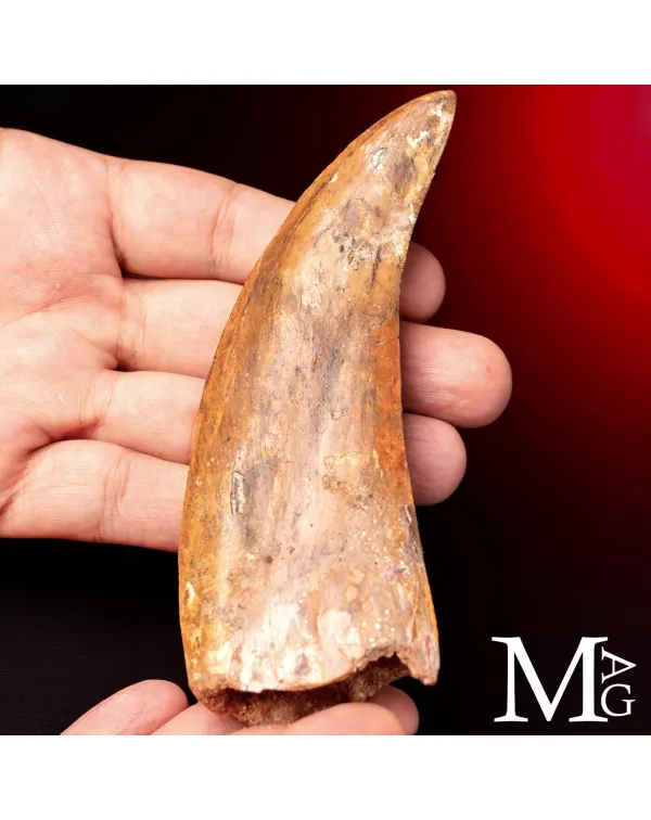 Dente Fossile di Carcharodontosaurus Saharicus –...