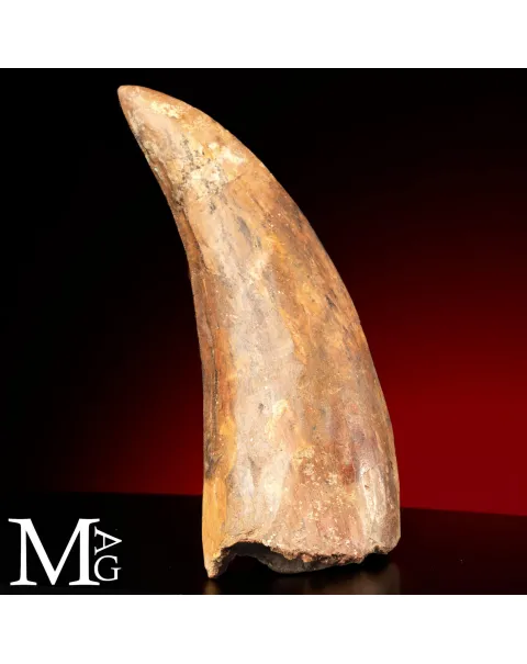 Dente Fossile di Carcharodontosaurus Saharicus – 130 mm