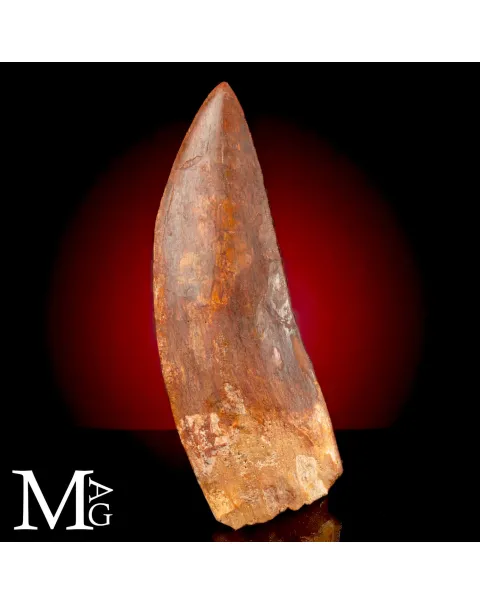 Dente Fossile di Carcharodontosaurus Saharicus – 130 mm