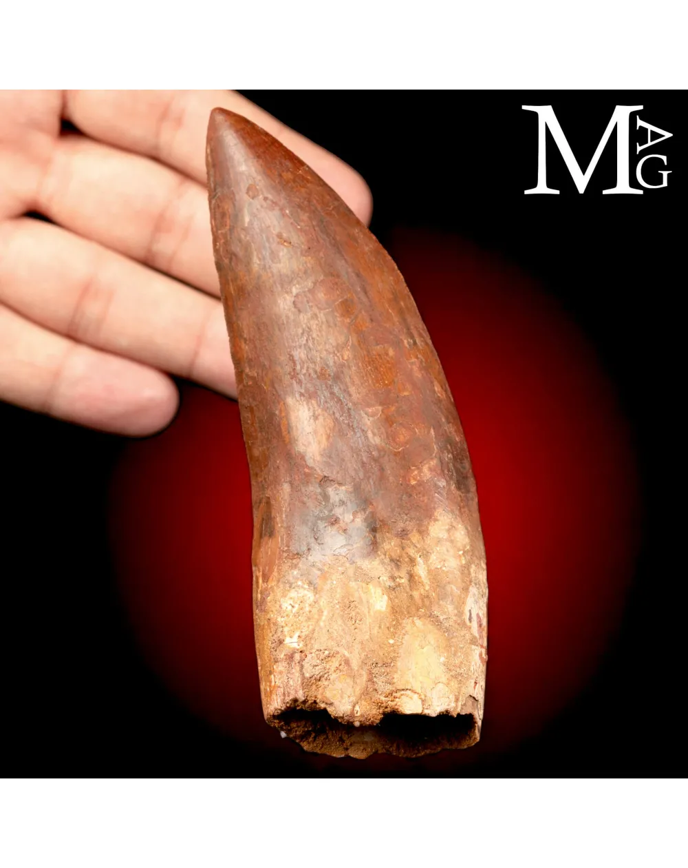 Dente Fossile di Carcharodontosaurus Saharicus – 130 mm