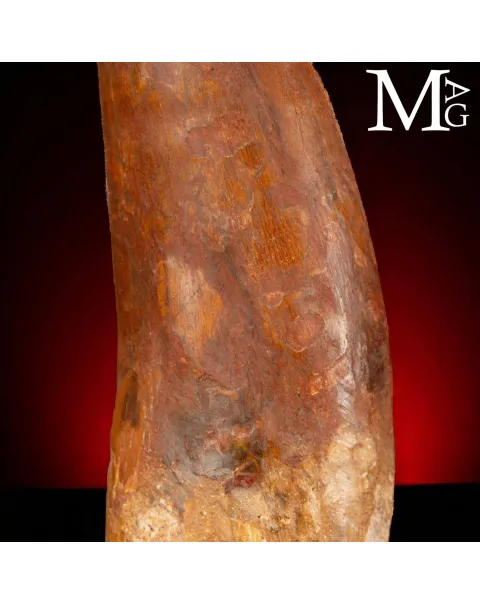 Dente Fossile di Carcharodontosaurus Saharicus – 130 mm
