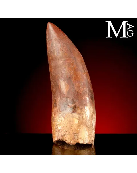 Dente Fossile di Carcharodontosaurus Saharicus – 130 mm