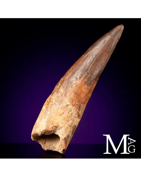 Dente Fossile di Spinosaurus – Predatore Cretacico del Nord Africa