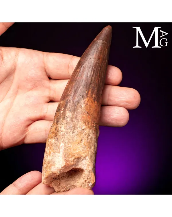Dente Fossile di Spinosaurus – Predatore Cretaci...
