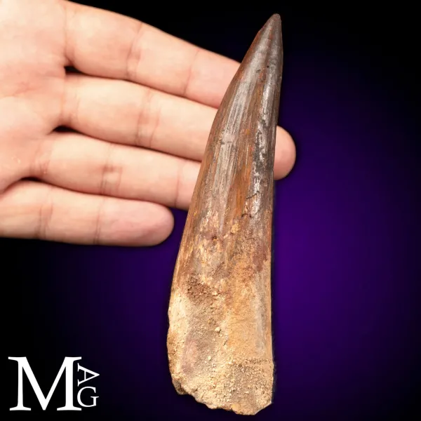 Dente Fossile di Spinosaurus – Predatore Fluviale