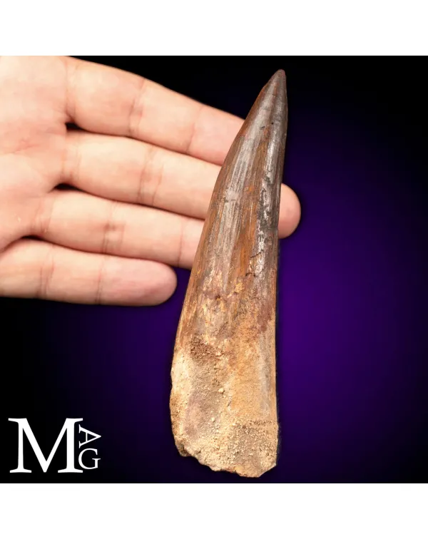 Dente Fossile di Spinosaurus – Predatore Fluvial...