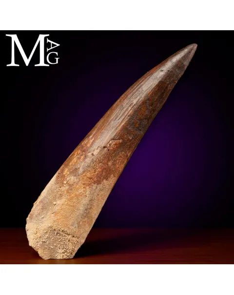 Dente Fossile di Spinosaurus – Predatore Fluviale