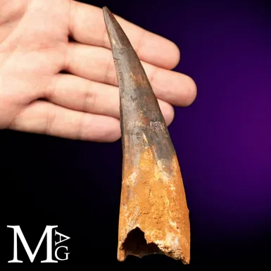 Dente Fossile di Spinosaurus – Predatore semiacq...