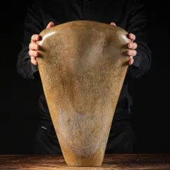 Brontosauro (1)