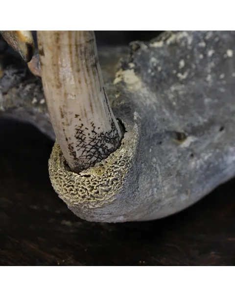 Teschio Fossile di Ippopotamo Lemerlei  