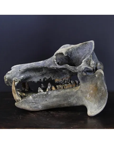 Teschio Fossile di Ippopotamo Lemerlei  