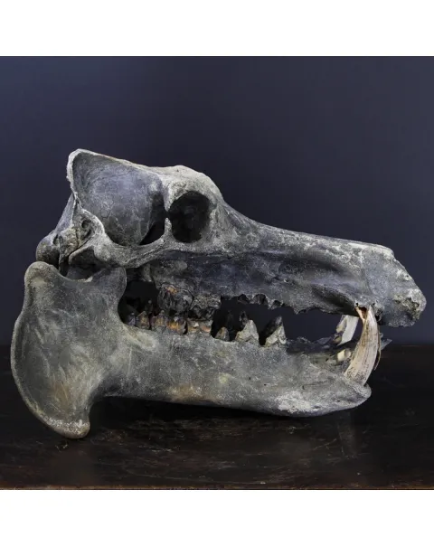Teschio Fossile di Ippopotamo Lemerlei  