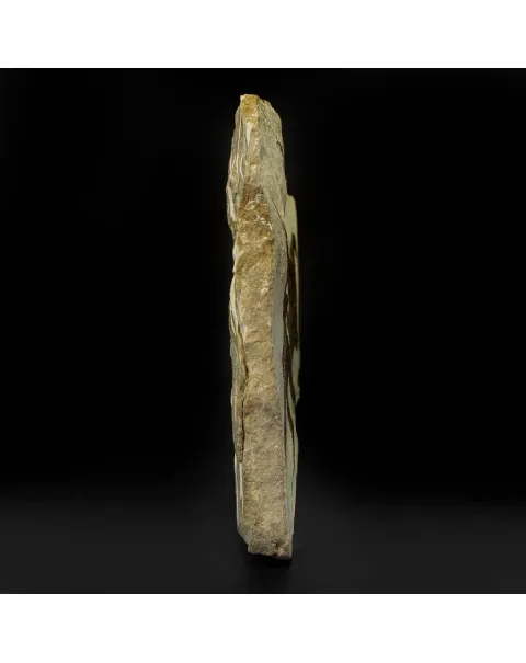 Ophiura