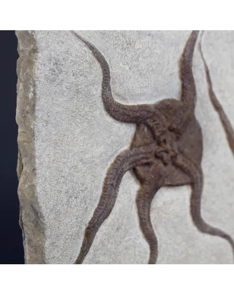 Ophiura