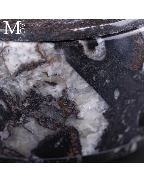Contenitore in roccia fossilifera – Ammoniti e Orthoceras