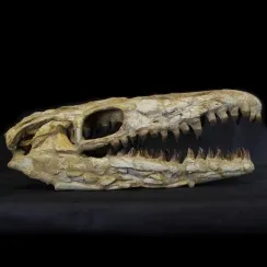 Mosasaurus (35)