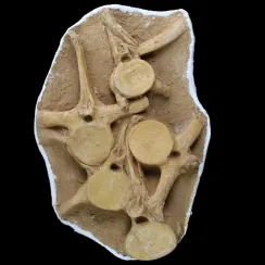 Plesiosaurus Dolichodeirus (5)
