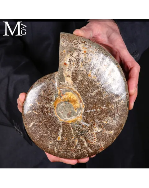 Ammonite Fossile – Cretaceo, Madagascar.