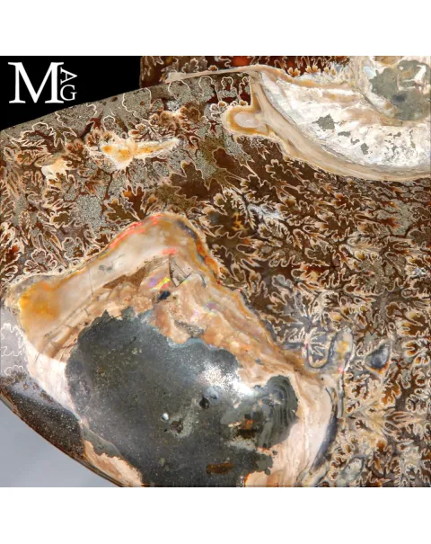Ammonite Fossile – Cretaceo, Madagascar.