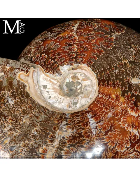 Ammonite Fossile – Cretaceo, Madagascar.