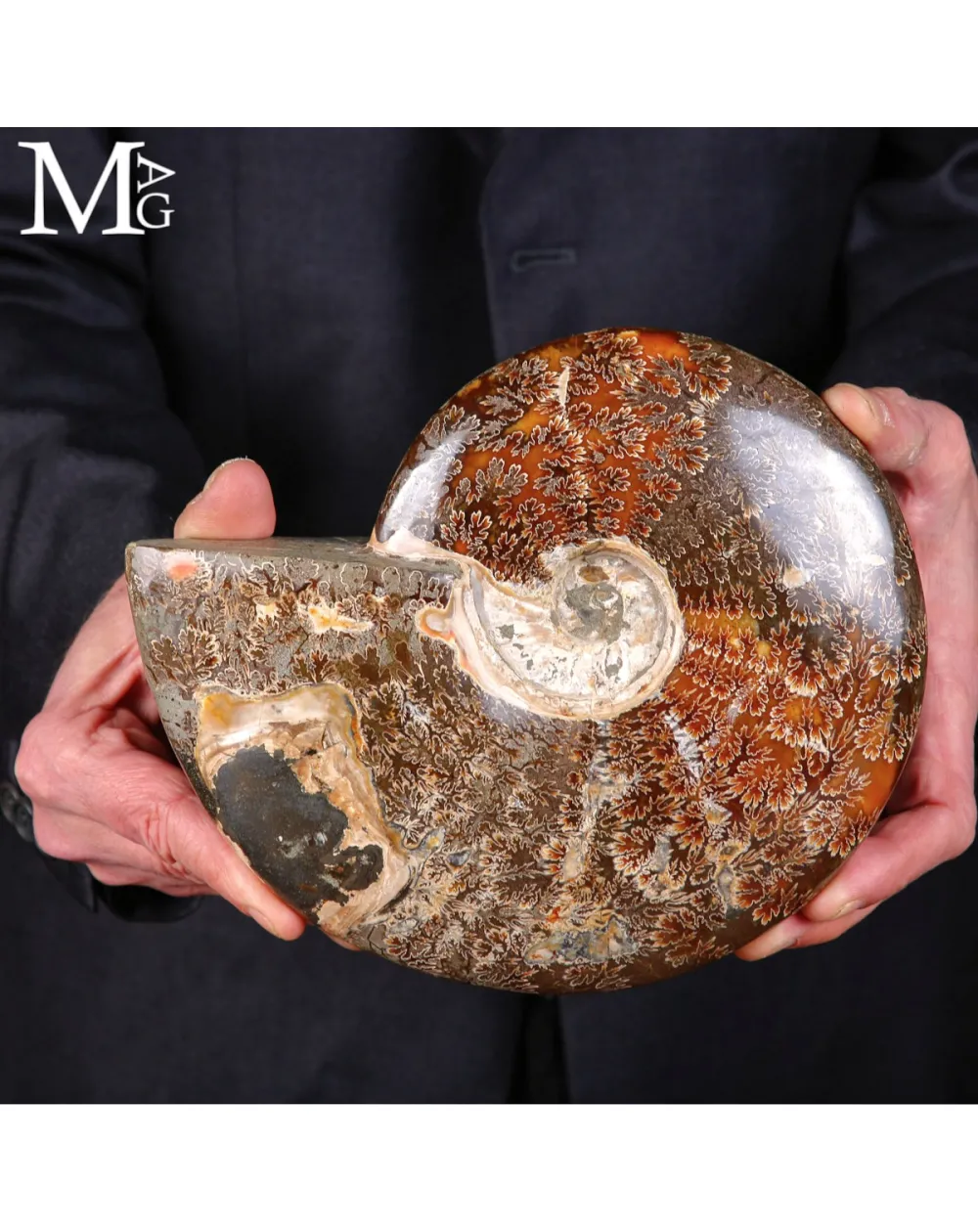 Ammonite Fossile – Cretaceo, Madagascar.