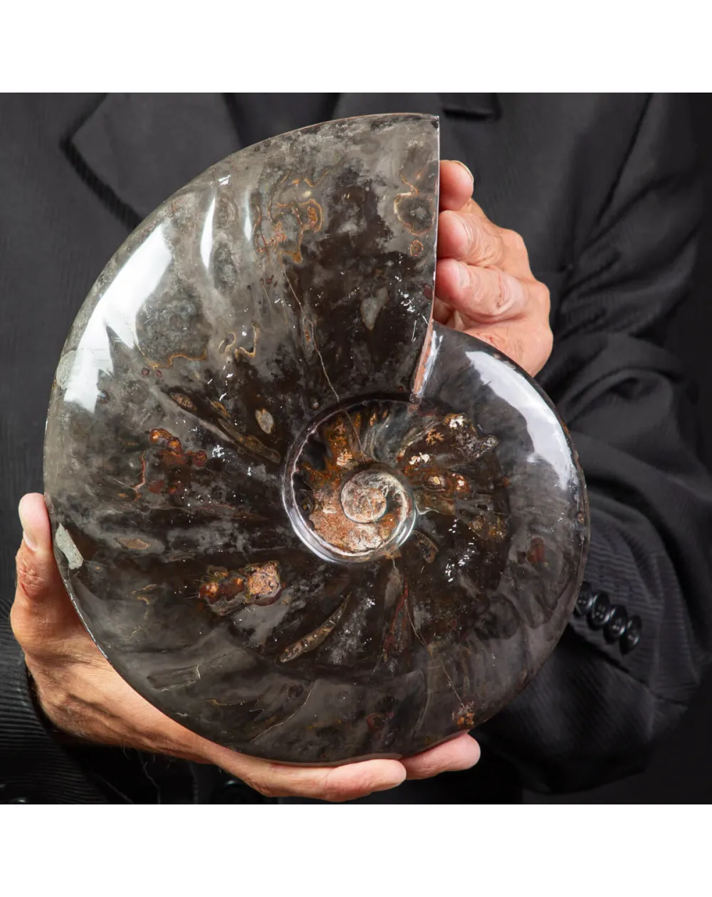 Splendida Ammonite Cleoniceras Nera Lucida.