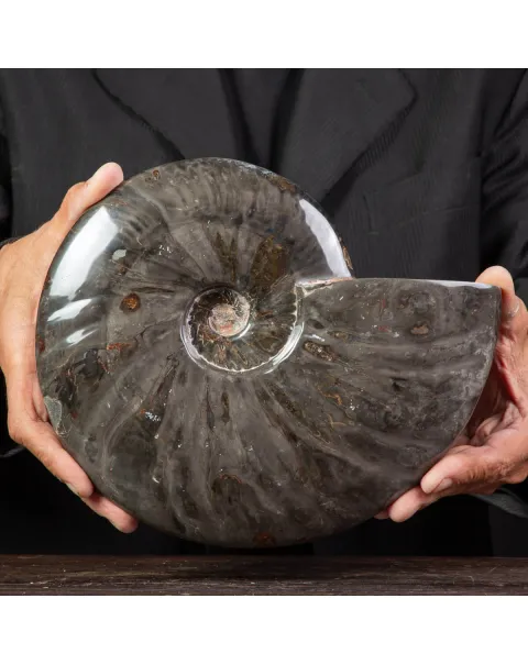 Splendida Ammonite Cleoniceras Nera Lucida.
