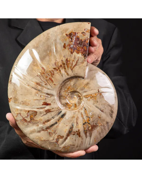 Ammonite Fossile specie Cleoniceras Lucidata.
