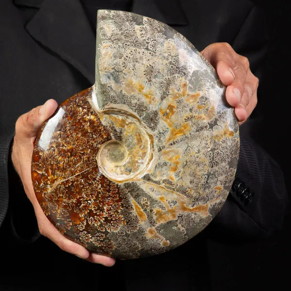 Ammonite Cleoniceras, un Tesoro Preistorico.