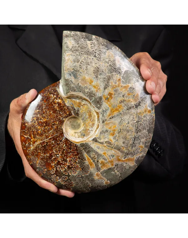 Ammonite Cleoniceras, un Tesoro Preistorico.