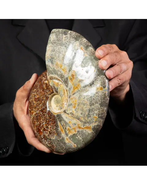 Ammonite Cleoniceras, un Tesoro Preistorico.