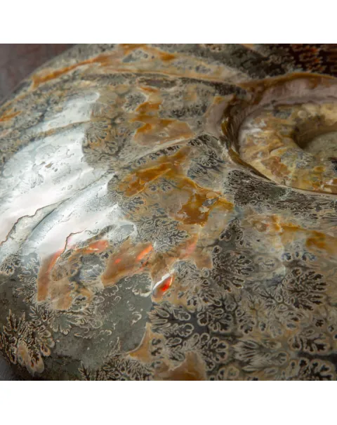 Ammonite Cleoniceras, un Tesoro Preistorico.