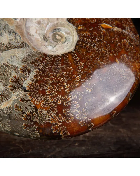 Ammonite Cleoniceras, un Tesoro Preistorico.