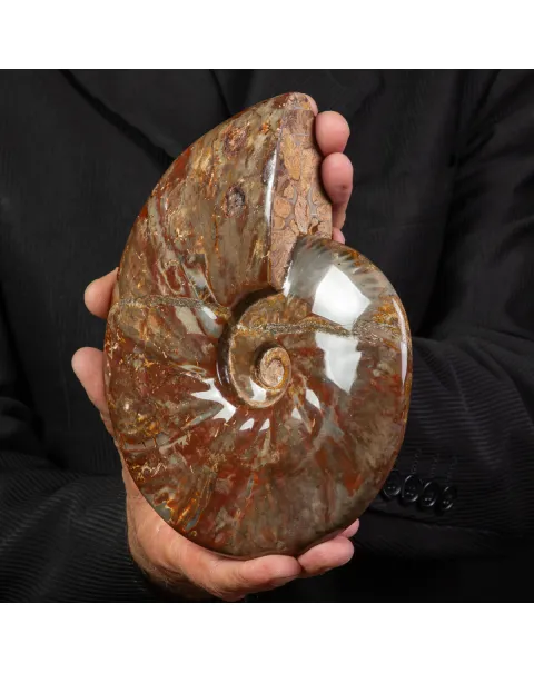 Ammonite Cleoniceras con Striature Rosse e Grigie.