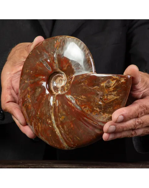 Ammonite Cleoniceras con Striature Rosse e Grigie.