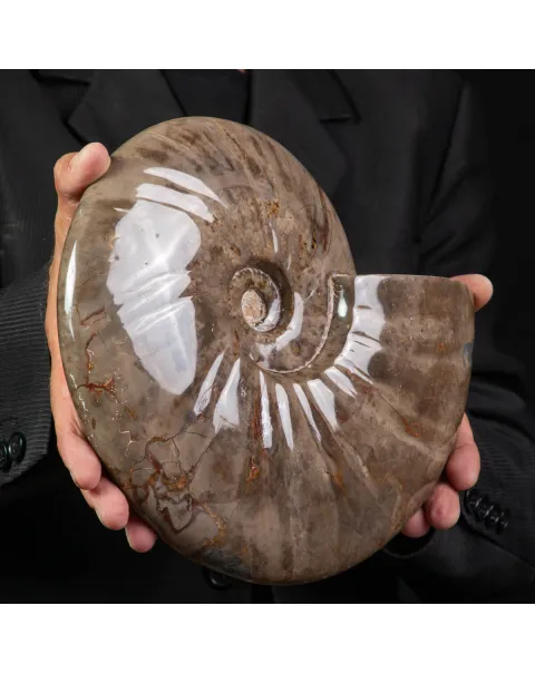 Cleoniceras Conchiglia Fossile del Cretaceo.