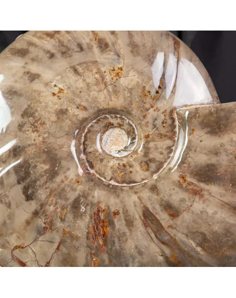 Cleoniceras Conchiglia Fossile del Cretaceo.