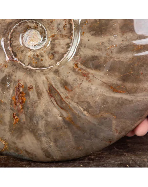 Cleoniceras Conchiglia Fossile del Cretaceo.