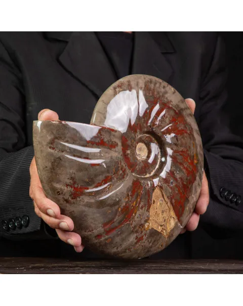 Cleoniceras Conchiglia Fossile del Cretaceo.