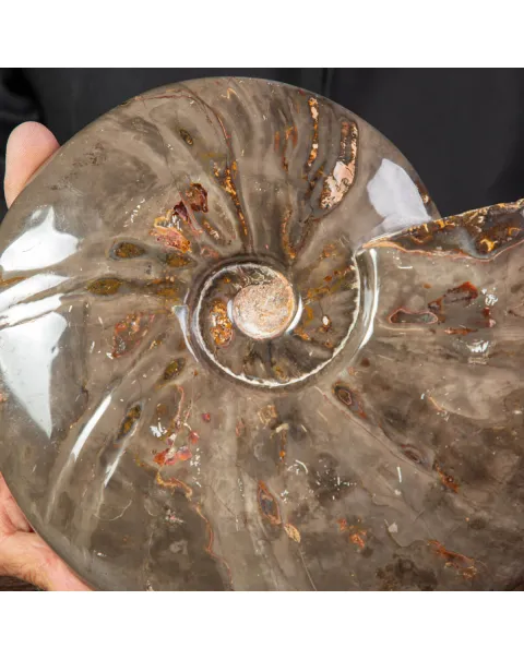 Ammonite Cleoniceras dal Madagascar.