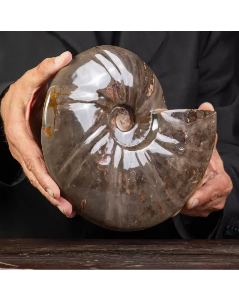 Ammonite Cleoniceras dal Madagascar.