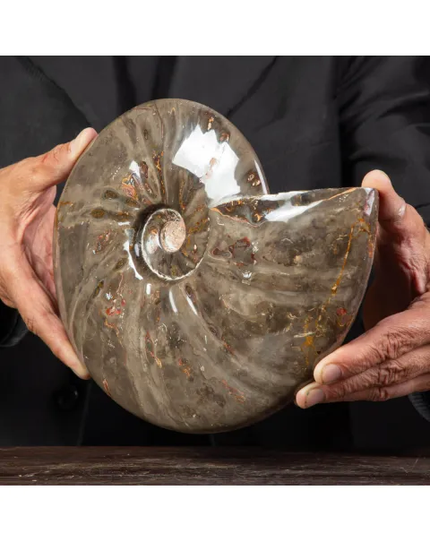 Ammonite Cleoniceras dal Madagascar.