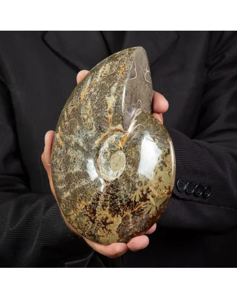 Ammonite Cleoniceras lucidata con Suture.