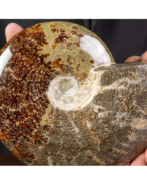 Ammonite Cleoniceras lucidata con Suture.