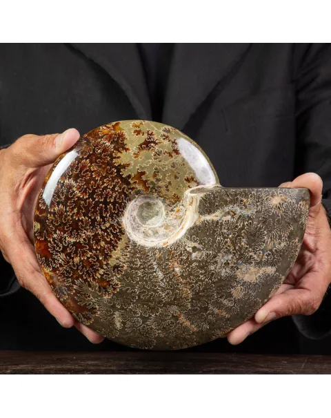 Ammonite Cleoniceras lucidata con Suture.