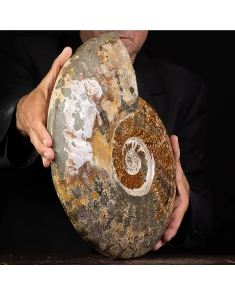 Grande ammonite fossile Cleoniceras – Madagascar