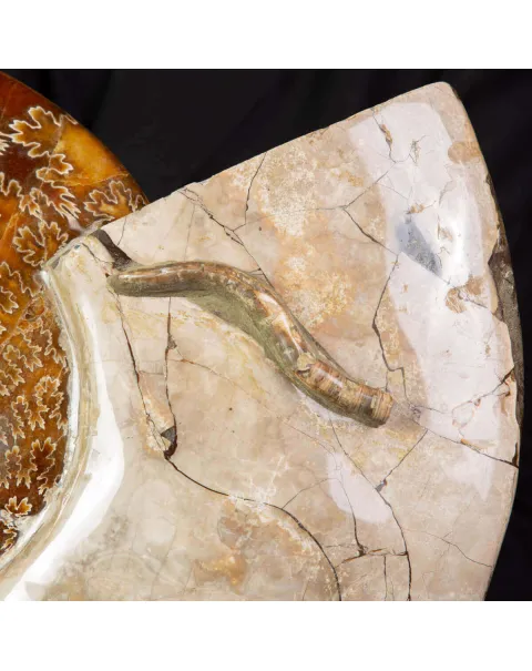 Grande ammonite fossile Cleoniceras – Madagascar