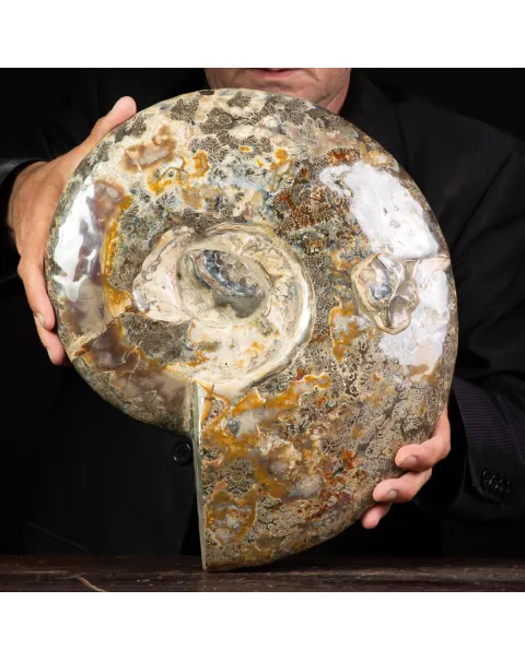 Ammonite Del Madagascar: Cleoniceras.