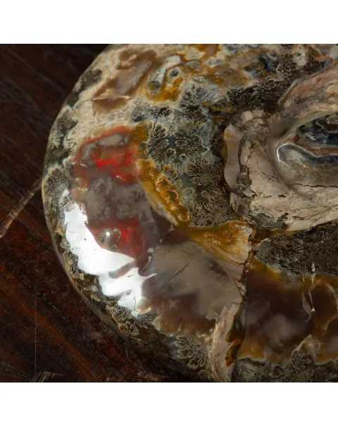 Ammonite Del Madagascar: Cleoniceras.